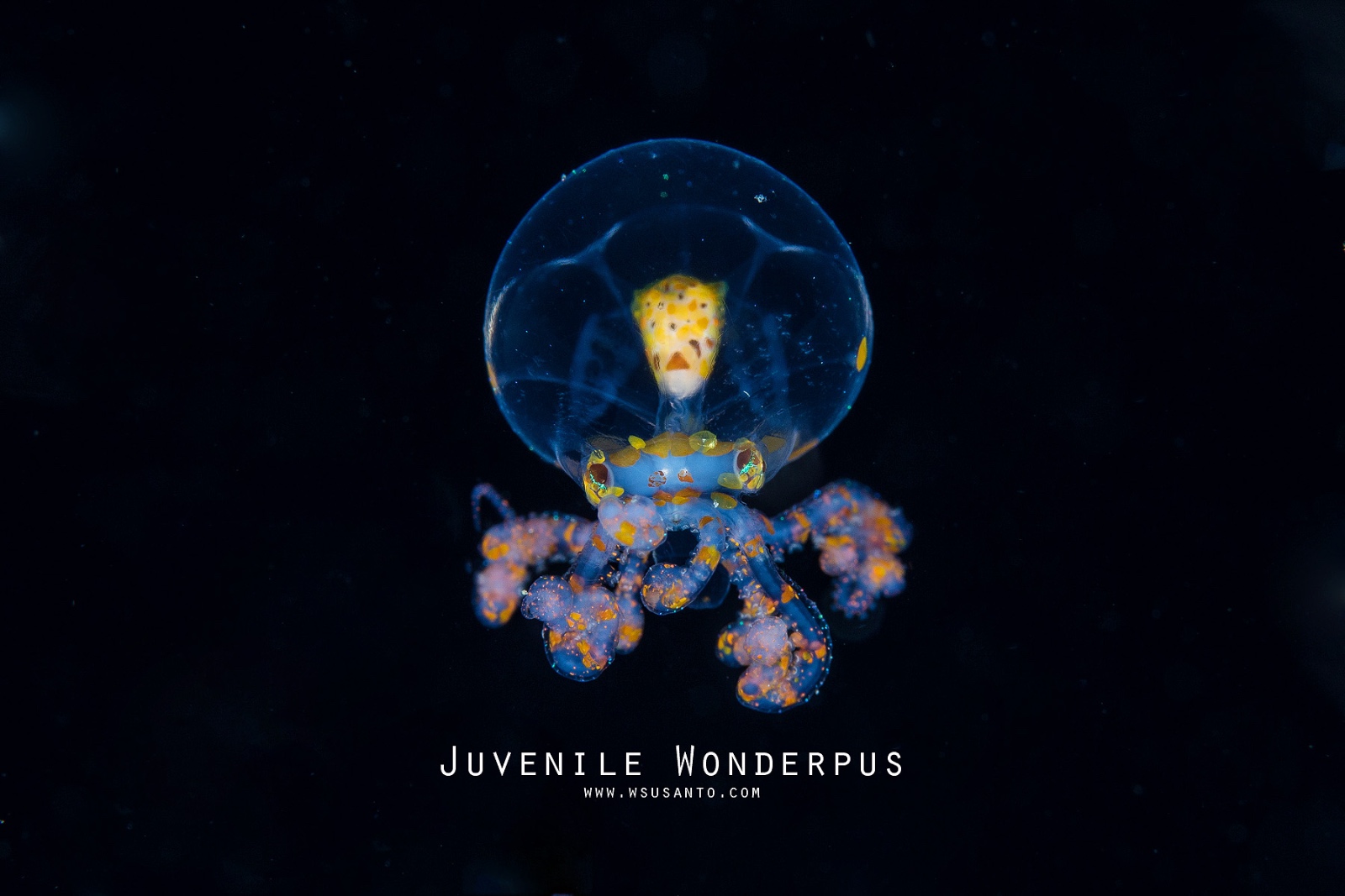 Juvenile Wonderpus